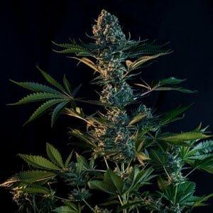 Royal Gorilla 3.5G, 21% THC